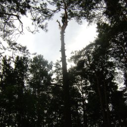 AGROB Robert Strąk - Wycinka Drzew Tłuszcz