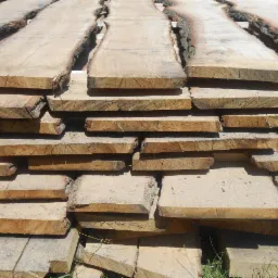 Ułożone deski tarcicy z korą na krawędziach, widoczne słoje drewna i struktura. Jasne, naturalne oświetlenie podkreśla detale drewna.