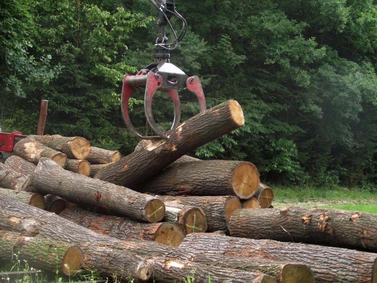 Czerwony chwytak dźwigu podnosi kłodę drewna na stosie tarcicy na tle zieleni. Widoczne pnie drzew z zaznaczonymi końcami i korą.