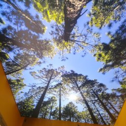 Dariusz Ostasiewicz - Sufit z fototapetą imitującą las iglasty widziany z dołu, z promieniami słońca przebijającymi się przez korony drzew. U dołu widoczne szafki w kolorze miodowym.