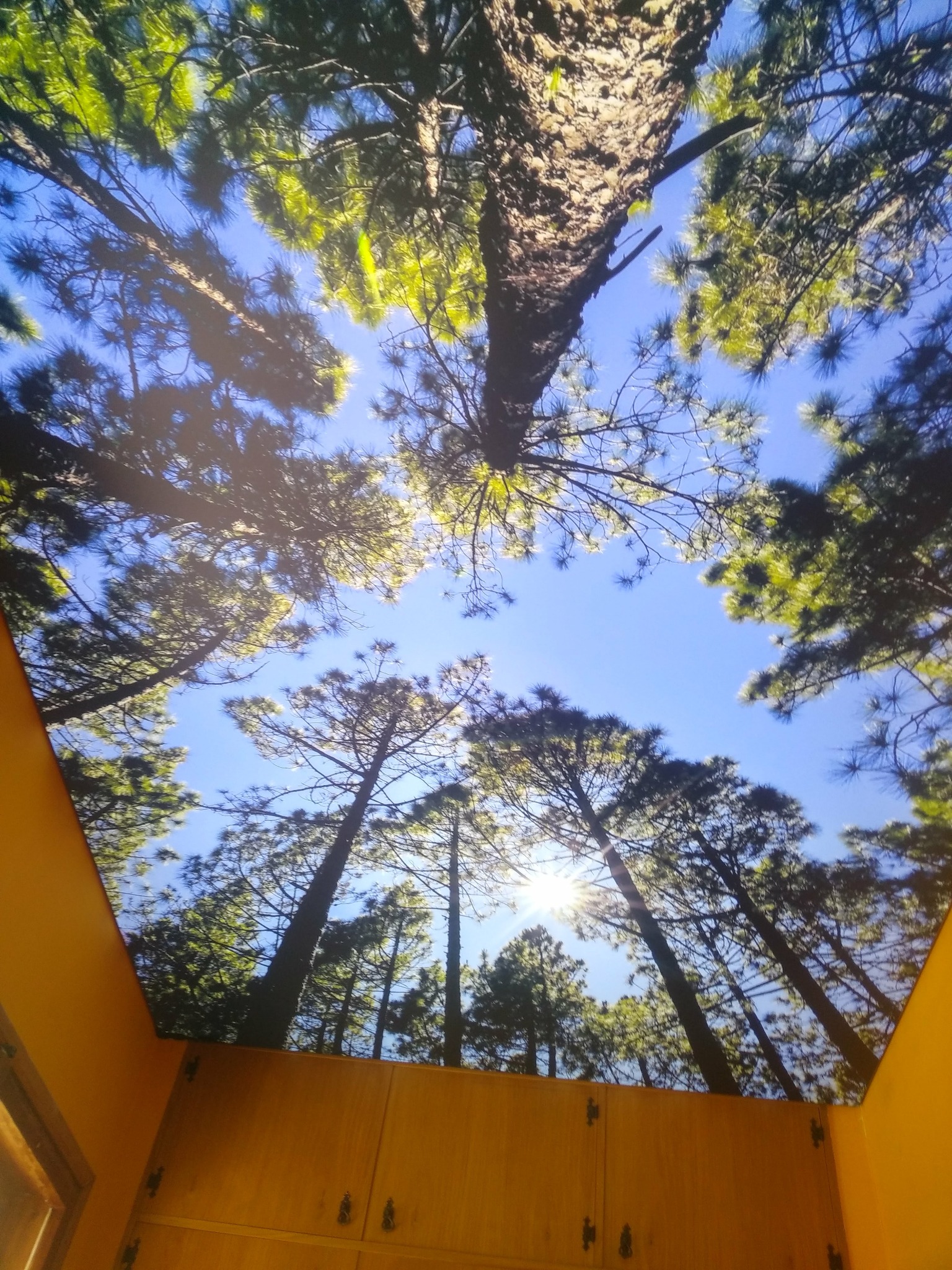Sufit z fototapetą imitującą las iglasty widziany z dołu, z promieniami słońca przebijającymi się przez korony drzew. U dołu widoczne szafki w kolorze miodowym.