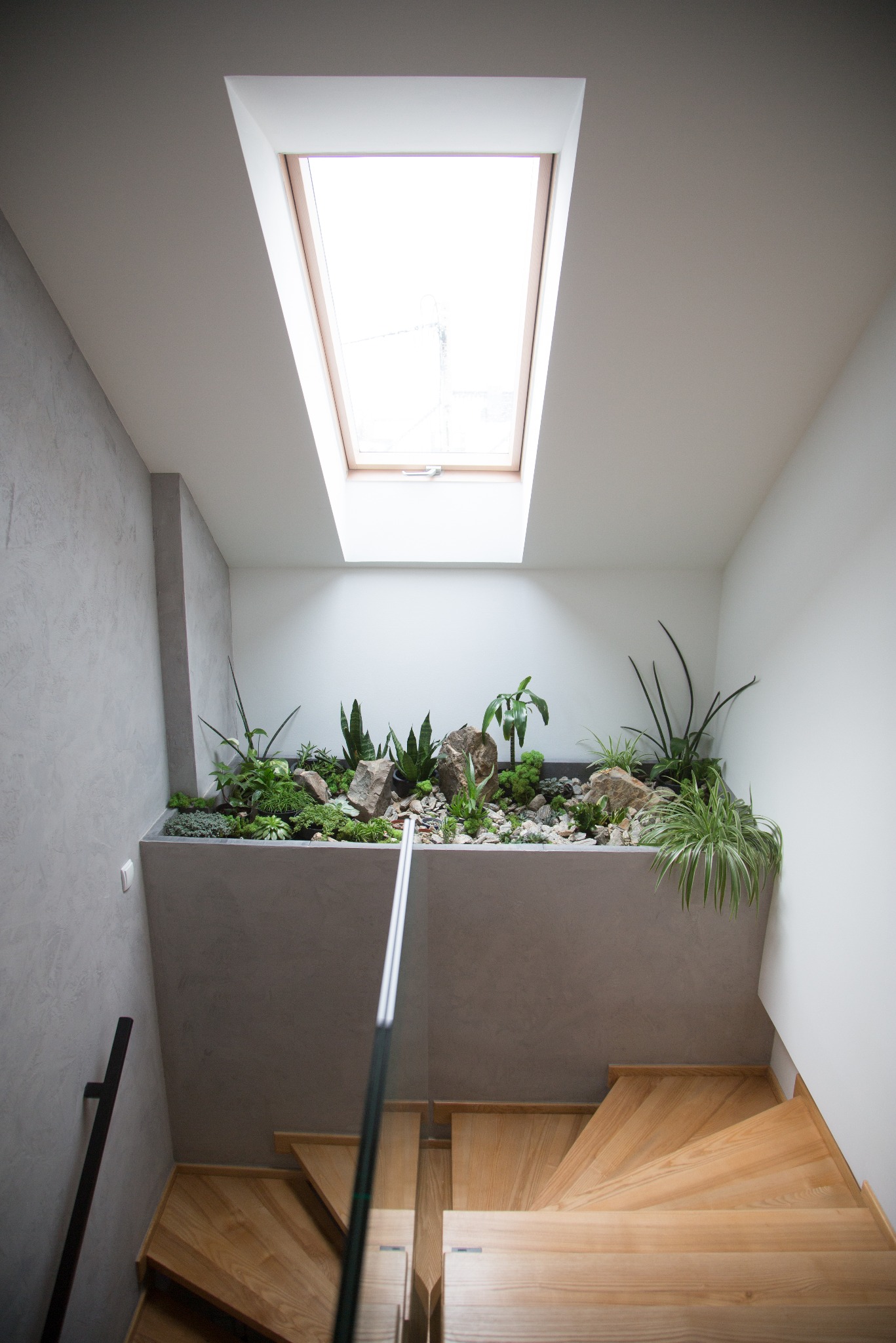 Schody z drewna prowadzą w dół, obok ściany z dekoracyjnym tynkiem. Nad nimi okno dachowe i nietypowa donica z roślinami. Jasne wnętrze.