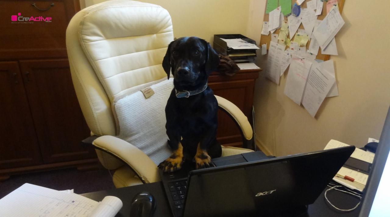 Czarny pies z brązowymi łapami siedzi na skórzanym krześle przed laptopem Acer, w tle biurko z dokumentami i szafka. Nietypowe miejsce pracy.