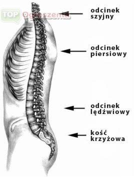 Schemat kręgosłupa z zaznaczonymi odcinkami: szyjnym, piersiowym, lędźwiowym i kością krzyżową. Czarno-biała ilustracja przedstawia anatomię kręgosłupa.