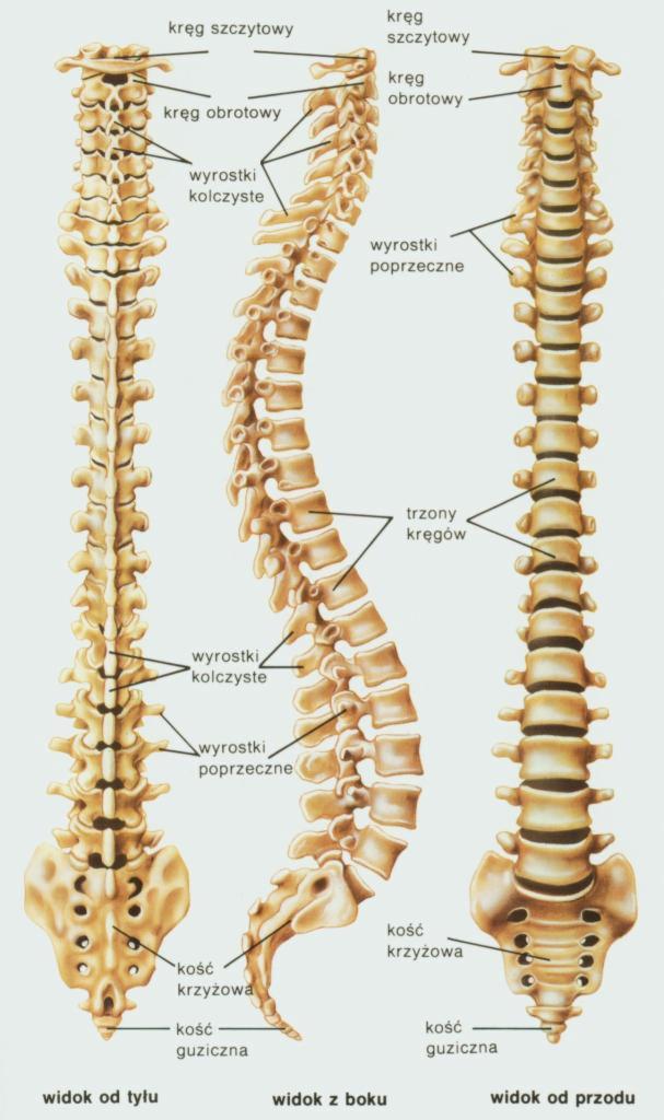 Anatomia kręgosłupa: szczegółowy schemat z widokiem z przodu, z boku i z tyłu. Oznaczone elementy kostne, w tym kręgi, kość krzyżowa i guziczna.