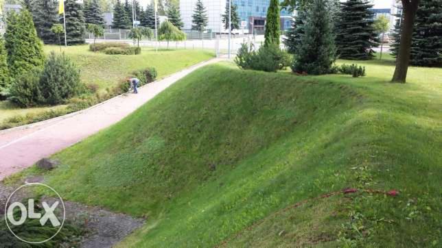 Pracownik pielęgnuje zieleń przy ścieżce w parku, przycinając krzewy. Widoczny trawnik, drzewa i budynek w tle. Dbałość o detale w krajobrazie miejskim.