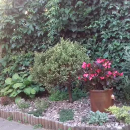 Kaskadowa zieleń pnącza na drewnianym ogrodzeniu, obok rabata z ozdobnymi roślinami: karłowaty iglak, hosty, begonie w donicy i obrzeże z drewnianych palików.