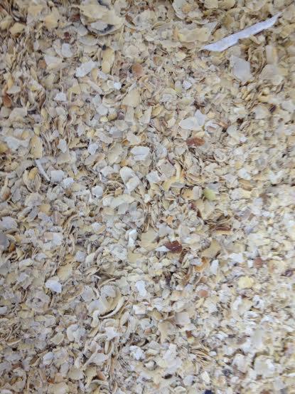 Blik z góry na jasne, łuskane ziarna zbóż, z widocznym fragmentem białego elementu na powierzchni. Układ ziaren jest gęsty i nieregularny.