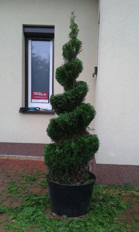 Spiralnie przycięty, wysoki krzew iglasty w czarnej donicy stoi na ceglanym chodniku, wokół leżą obcięte gałązki, na parapecie okna w tle leżą nożyce do żywopłotu.