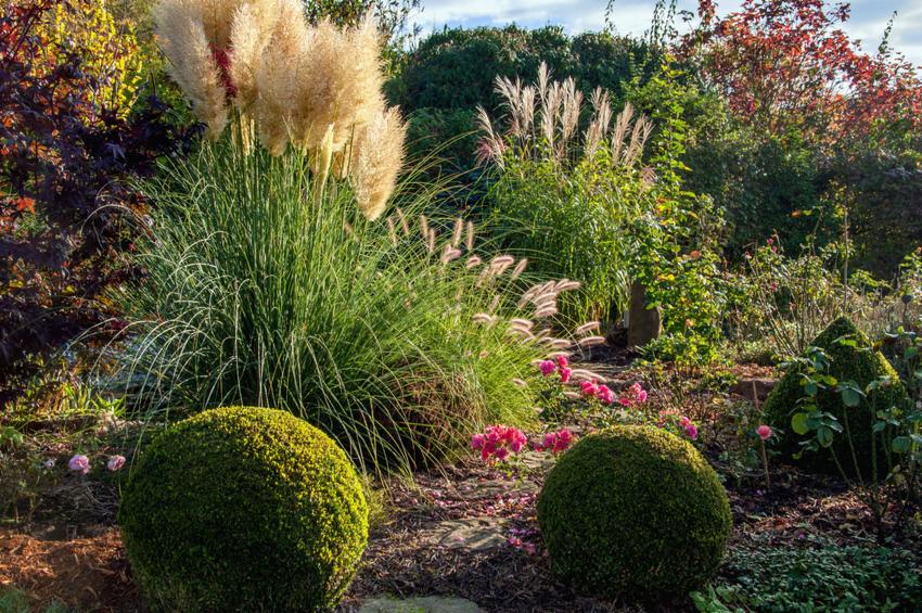 Bujny ogród z ozdobnymi trawami, kulistymi krzewami i kwitnącymi różami, tworzący harmonijną kompozycję w naturalnym oświetleniu.