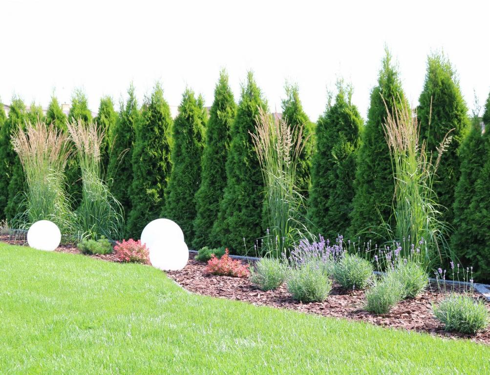 Starannie zaaranżowany ogród z równo przyciętym trawnikiem, szpalerem zielonych tuj, ozdobnymi trawami, kulistymi lampami ogrodowymi i rabatami z lawendy oraz kory.