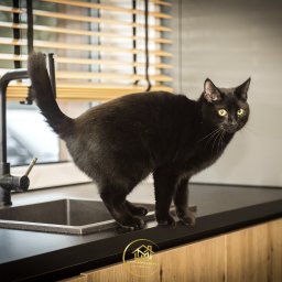 MYSprojekt Marek Myszkowski - Ciekawy kadr: Czarny kot z żółtymi oczami stoi na blacie kuchennym przy zlewie na tle okna z żaluzjami. Ujęcie z bliska, z widocznym logo firmy na dole.