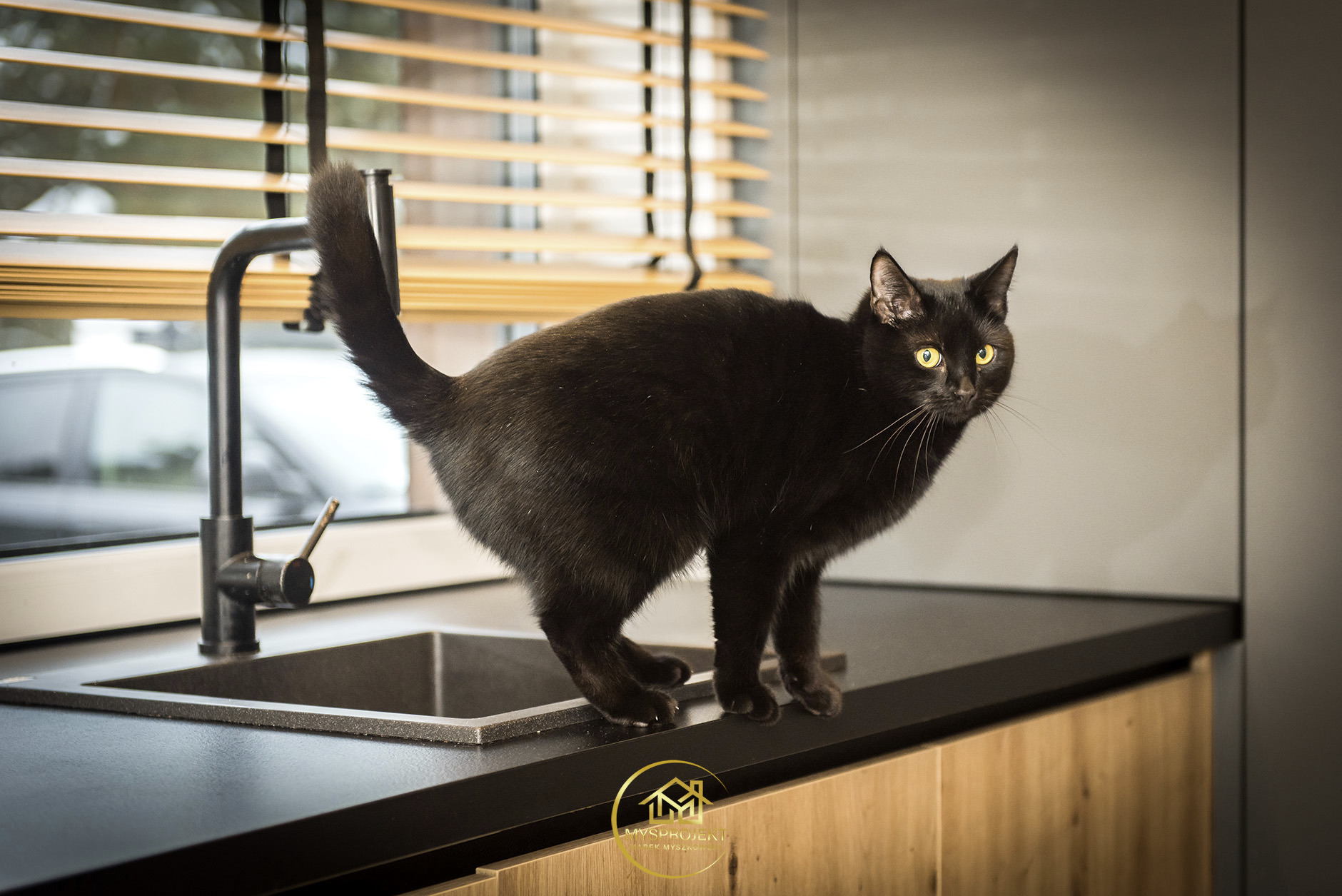 Ciekawy kadr: Czarny kot z żółtymi oczami stoi na blacie kuchennym przy zlewie na tle okna z żaluzjami. Ujęcie z bliska, z widocznym logo firmy na dole.