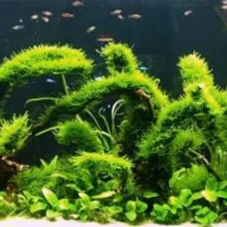 Akwaterrarium z bujną roślinnością, korzeniami i ławicą drobnych ryb na ciemnym tle.