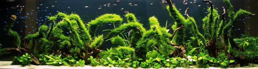 Akwaterrarium z bujną roślinnością, korzeniami i ławicą drobnych ryb na ciemnym tle.