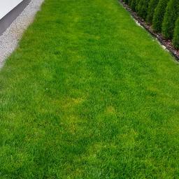 Piękny gęsty zielony trawnik niczym dywan!