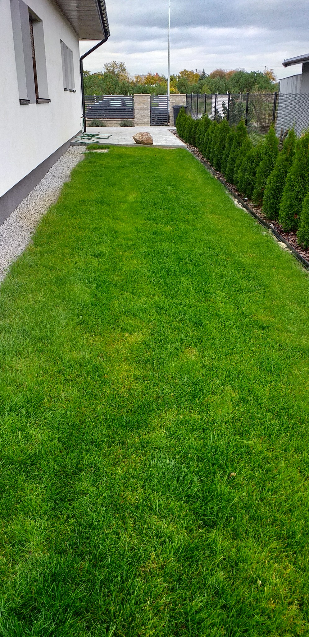 Piękny gęsty zielony trawnik niczym dywan!