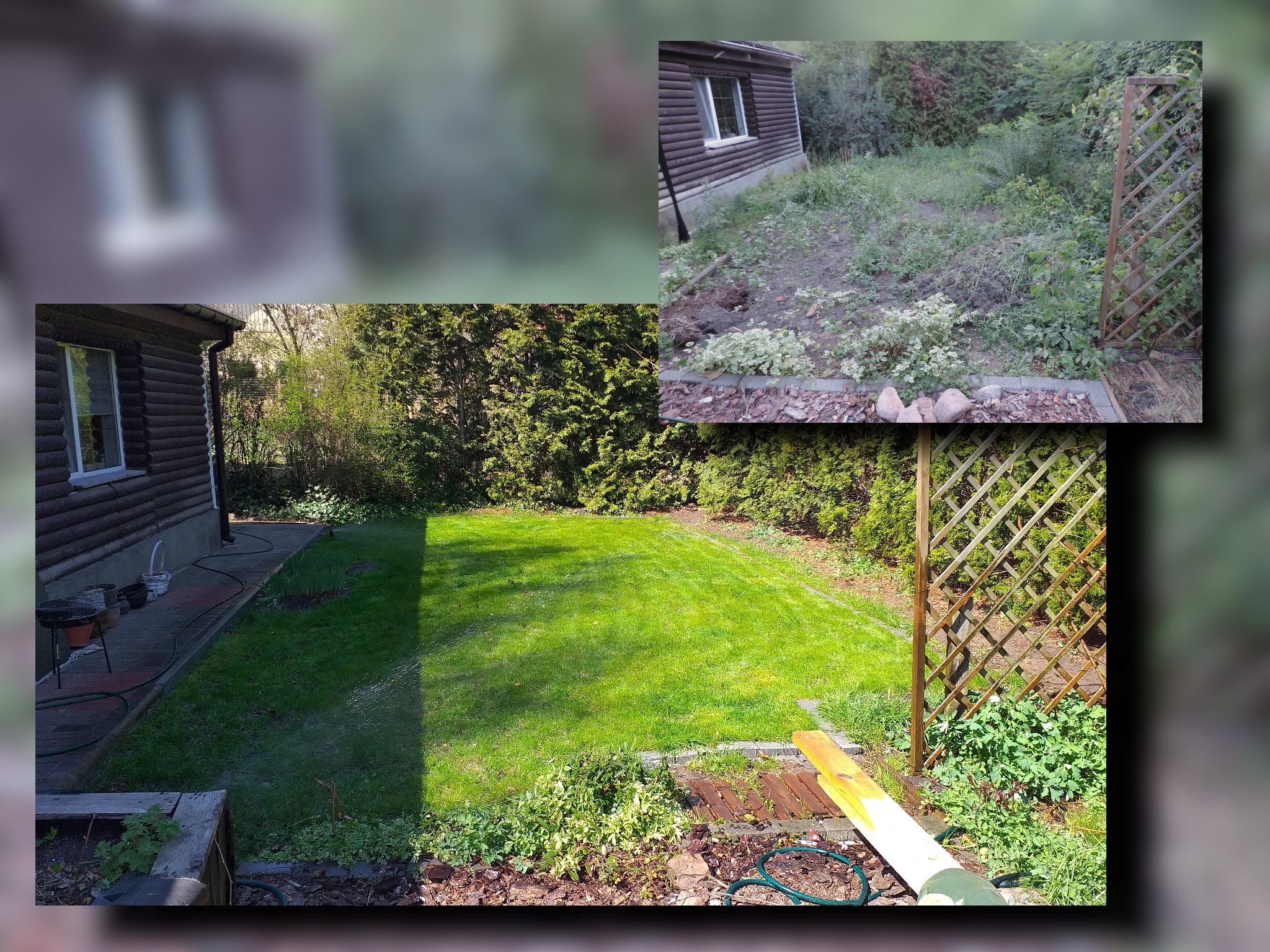 Fotografia przedstawia transformację ogrodu: u góry widok zarośniętej działki przed pracami, na dole po założeniu trawnika z rolki, widoczna drewniana altana i tuje.