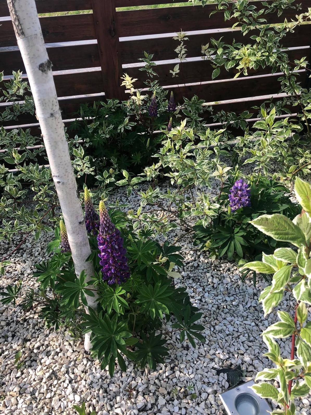 Kwitnący łubin w ogrodzie z korą kamienną i brzozą na tle drewnianego płotu. Kompozycja roślin z białymi obrzeżami liści. Oświetlenie punktowe.
