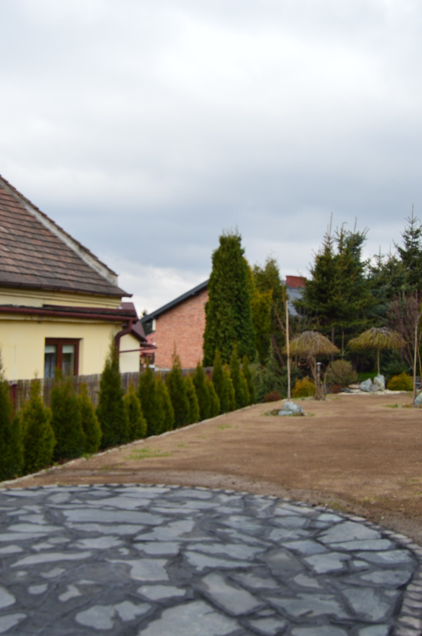 Ułożona kamienna ścieżka w ogrodzie z przygotowanym miejscem pod trawnik, w tle rząd tuj i domy. Widok na ogród w pochmurny dzień.