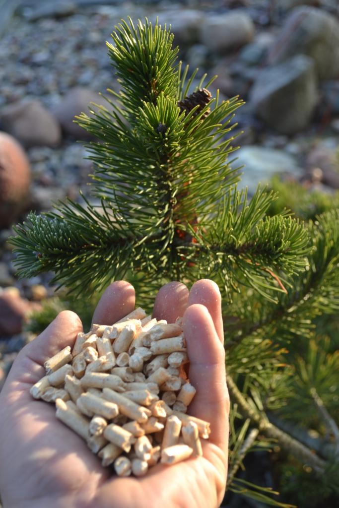 Garść pelletu drzewnego na tle gałązki sosny z szyszką i kamienistego podłoża.