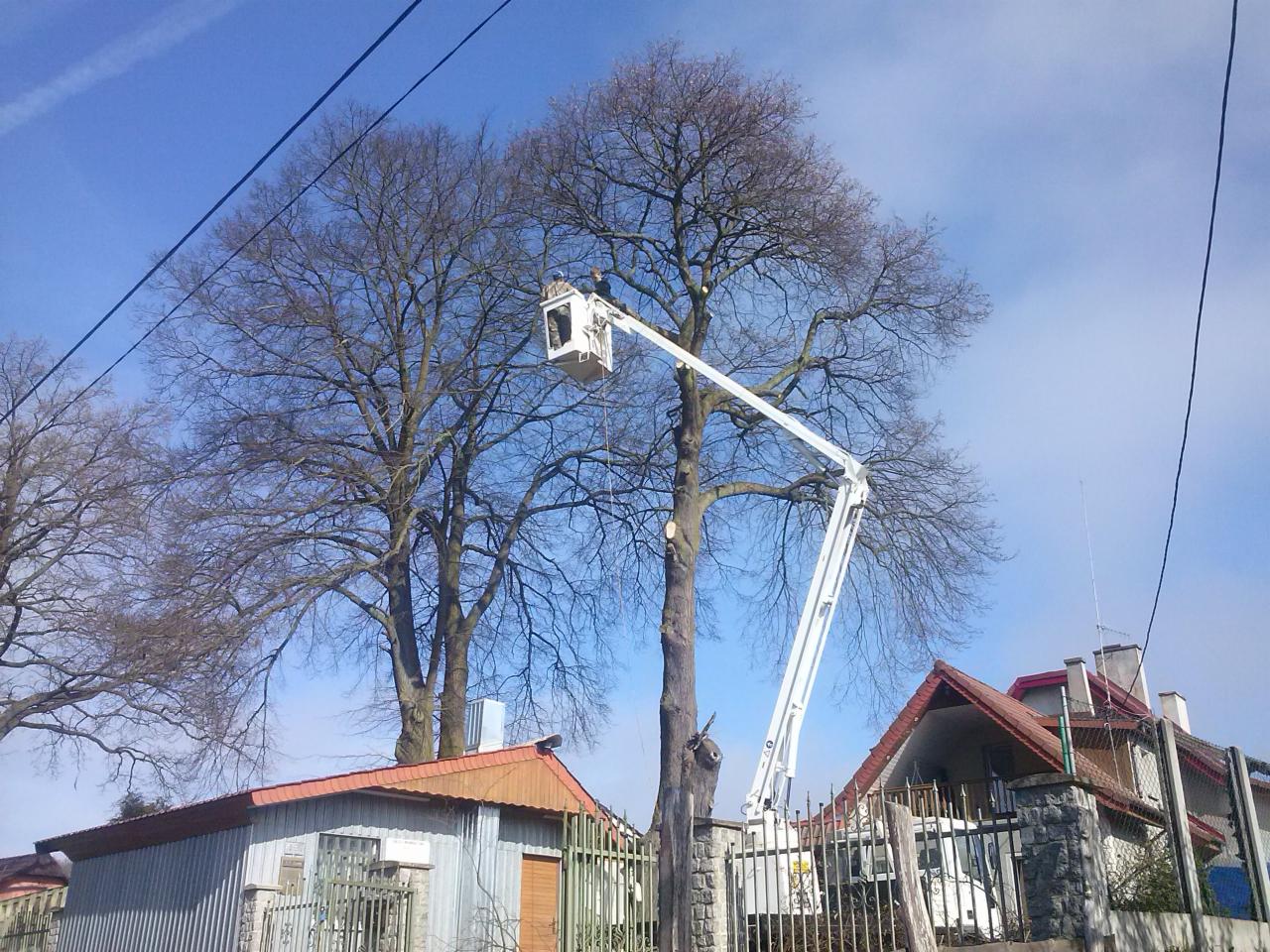 Praca na wysokości: biały podnośnik koszowy z operatorem przy częściowo ogołoconym z gałęzi drzewie, na tle zabudowań jednorodzinnych i błękitnego nieba.