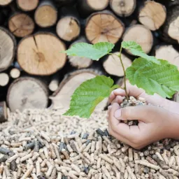 Dłoń trzyma sadzonkę na tle stosu drewna i pelletu drzewnego.