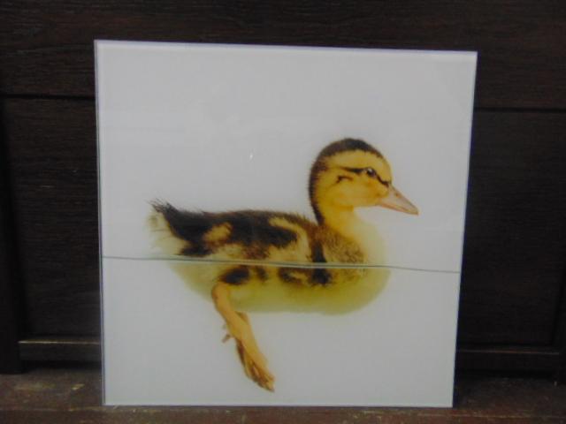 Szklana tafla z nadrukiem kaczuszki, ustawiona pionowo na ciemnym tle. Grafika na szkle, możliwe zastosowanie w aranżacji wnętrz.