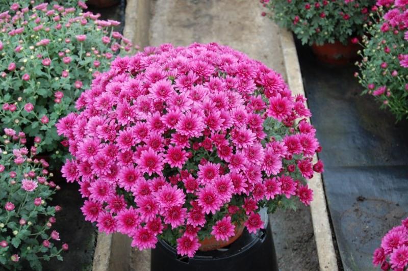 Kępa kwitnących, intensywnie różowych chryzantem w doniczce, ustawiona na czarnym podłożu, z innymi roślinami w tle.