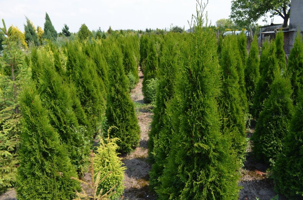 Thuja occidentalis 'Smaragd'