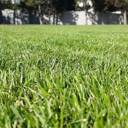 Przycinanie drzew Dobryszyce 2