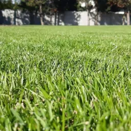 Soczysta, gęsta trawa z bliska, równo skoszona, z niską perspektywą, w tle betonowy mur i drzewa.