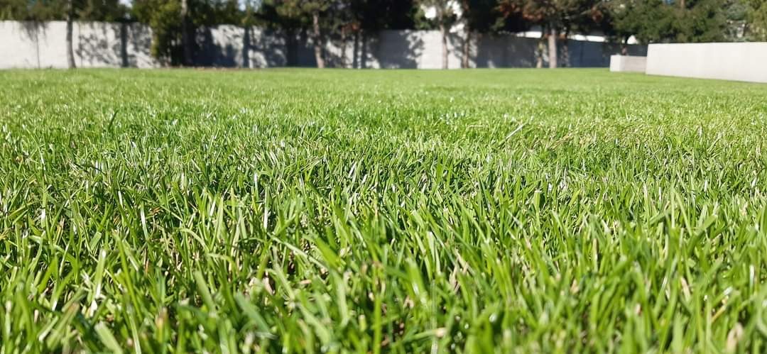 Soczysta, gęsta trawa z bliska, równo skoszona, z niską perspektywą, w tle betonowy mur i drzewa.