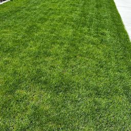 Wojciech Palkij Firma Handlowo-Usługowa - Równomiernie skoszony trawnik w ogrodzie, widok z góry. Świeża, zielona trawa, obrzeża z roślinami i kostki. Idealny trawnik po koszeniu, zadbany ogród.