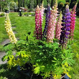 Wojciech Palkij Firma Handlowo-Usługowa - Kępa kwitnącego łubinu w donicy, z kwiatami w odcieniach różu, fioletu i żółci, na tle zadbanego trawnika i zieleni ogrodu w słoneczny dzień.