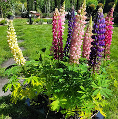 Kępa kwitnącego łubinu w donicy, z kwiatami w odcieniach różu, fioletu i żółci, na tle zadbanego trawnika i zieleni ogrodu w słoneczny dzień.