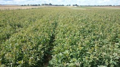 Rozległe pole z gęstą, zieloną roślinnością, prawdopodobnie uprawne, pod błękitnym niebem z delikatnymi obłokami w oddali. Widok na horyzont.