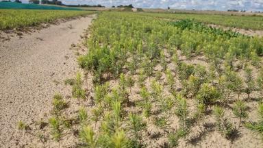 Siewki drzew iglastych rosnące w rzędach na piaszczystym polu szkółkarskim, z widocznym systemem nawadniania w tle.