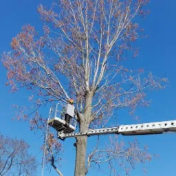 Pracownik w koszu podnośnika przy pniu drzewa z niewielką ilością brązowych liści na tle błękitnego nieba.