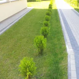 Chodnik z kostki brukowej obramowany szarym pasem, trawnik z rzędem małych, kulistych tujek wzdłuż ścieżki, przy budynku Szkoły Rąbień.