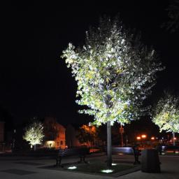 Mikostudio Krzysztof Pocałujko - Nocny widok na oświetlone drzewo z ławkami w parku miejskim. Światła podkreślają korony drzew, tworząc jasne punkty na tle ciemnego nieba i budynków.