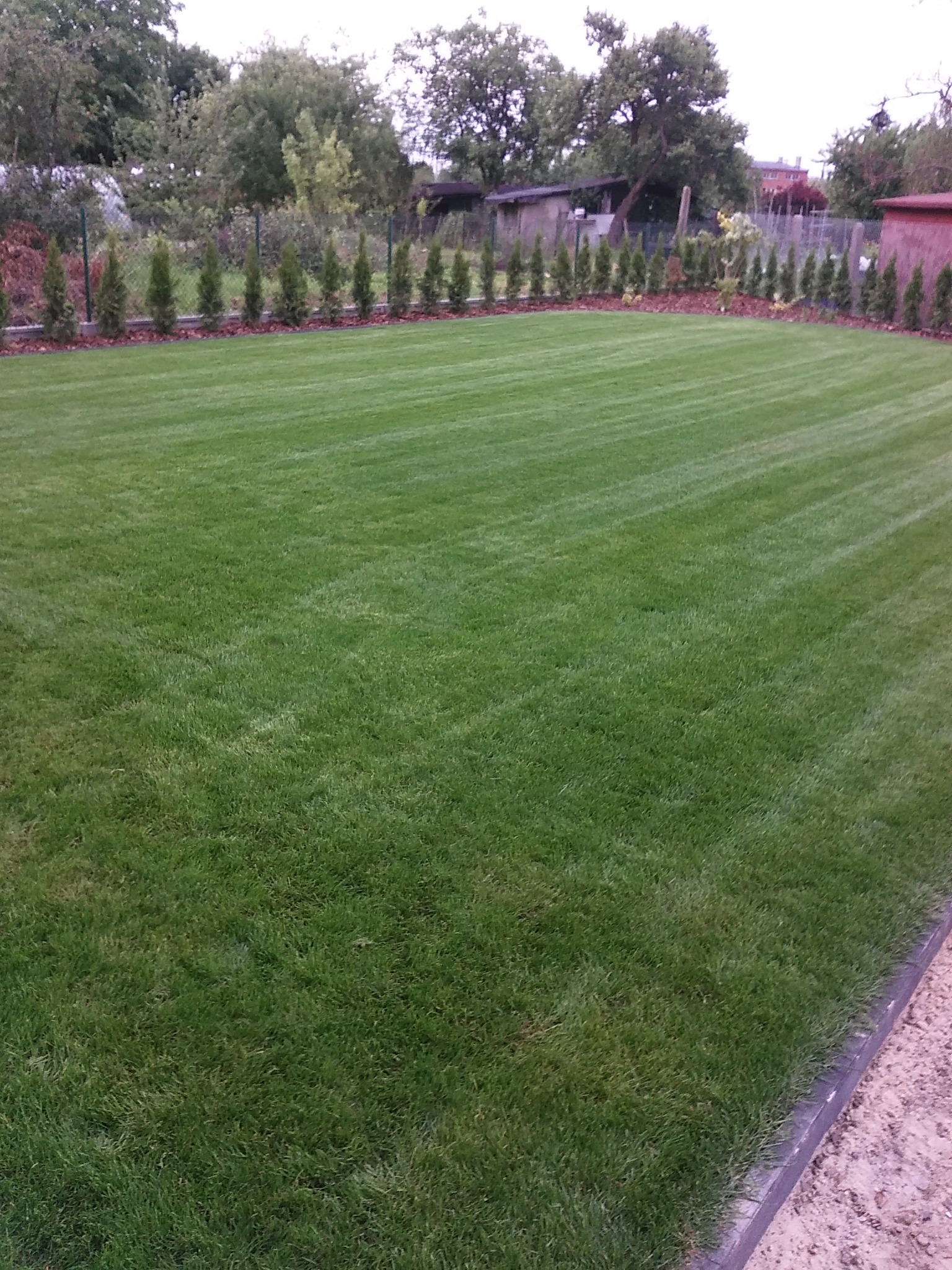 Perfekcyjnie przystrzyżony trawnik z wyraźnymi pasami koszenia, obrzeża z niskich tuj i kory, widok na ogród z drewnianymi budynkami w tle.