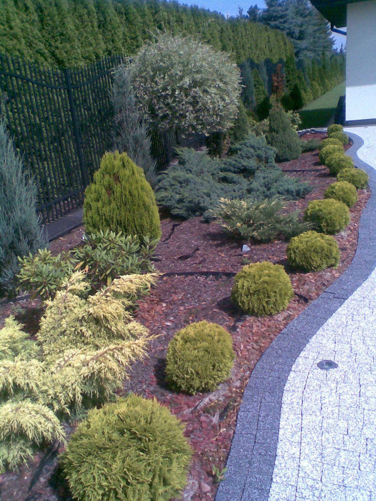 Ogród z różnorodnymi iglakami i kulistymi krzewami, wyściółkowany korą, obok ścieżki z kostki brukowej i czarnego metalowego ogrodzenia.