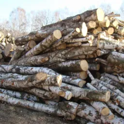 Stos pociętych, jasnych pni brzozowych w plenerze, przygotowanych do sezonowania. Na drugim planie drzewa bez liści i błękitne niebo.
