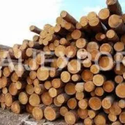 Proponujemy kłody (drewno drzew iglastych)
