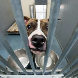 Karmienie i opieka nad zwierzętami u Klienta