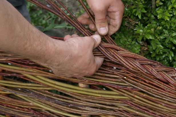 Plecenie wiklinowego płotu przez ogrodnika. Widoczne ręce splatające gałęzie na tle zieleni. Naturalne materiały i tradycyjne rzemiosło w ogrodzie.