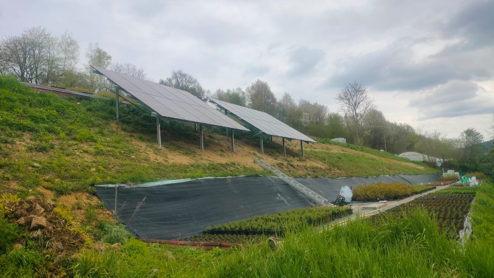 Panele słoneczne zamontowane na zboczu wzgórza, widoczne rzędy sadzonek zabezpieczonych czarną folią, pochmurne niebo.