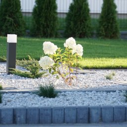 PS-OGRODY - Kwitnąca hortensja 'Annabelle' otoczona białym grysem i niskimi krzewami na rabacie w Garbowie, z trawnikiem i tujami w tle, oświetlona popołudniowym słońcem.