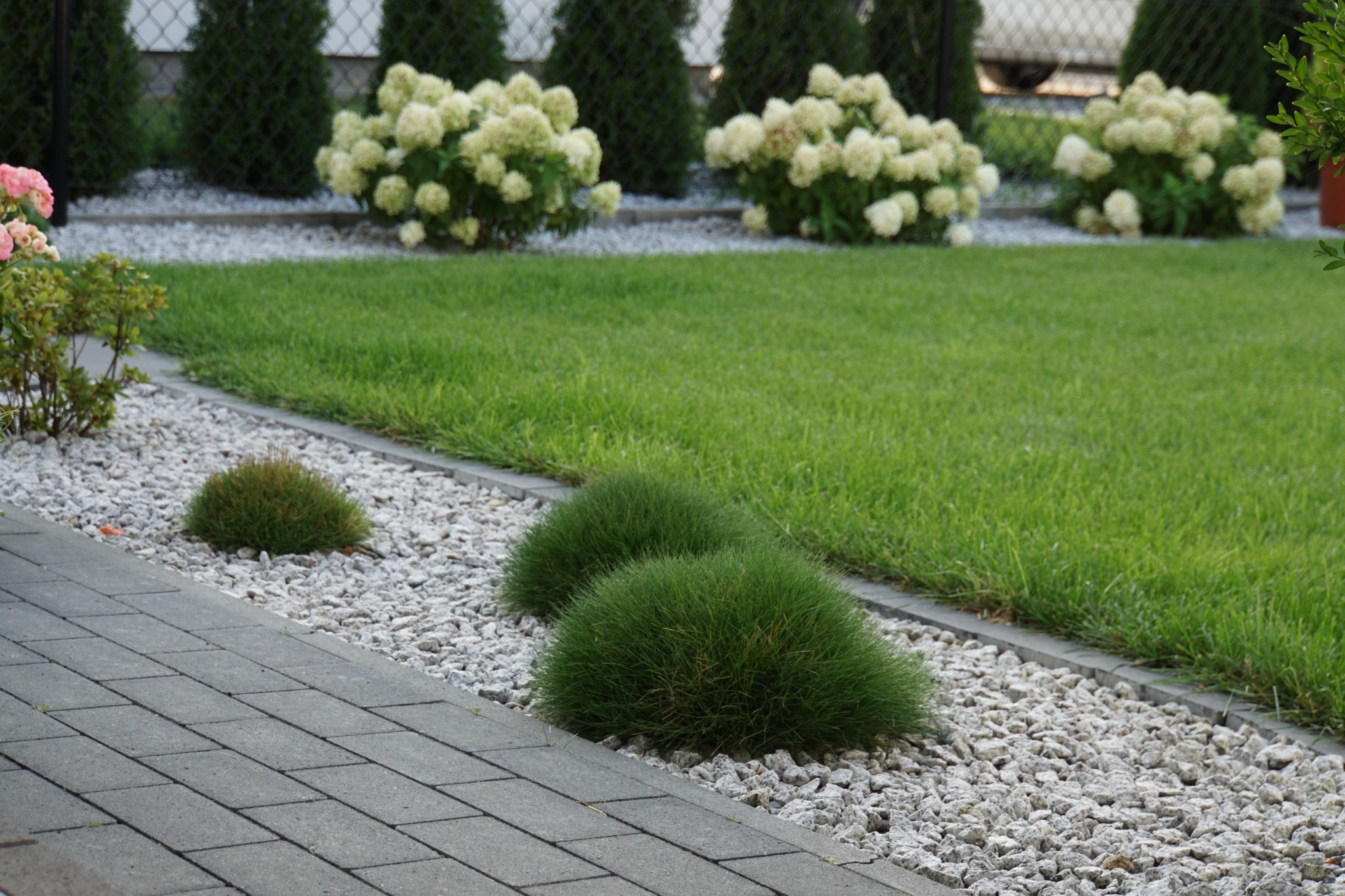 Uporządkowany ogród z równo przystrzyżonym trawnikiem, kulistymi krzewami ozdobnymi i białym żwirem oddzielającym rabaty od trawnika, widok z poziomu chodnika z szarej kostki brukowej.